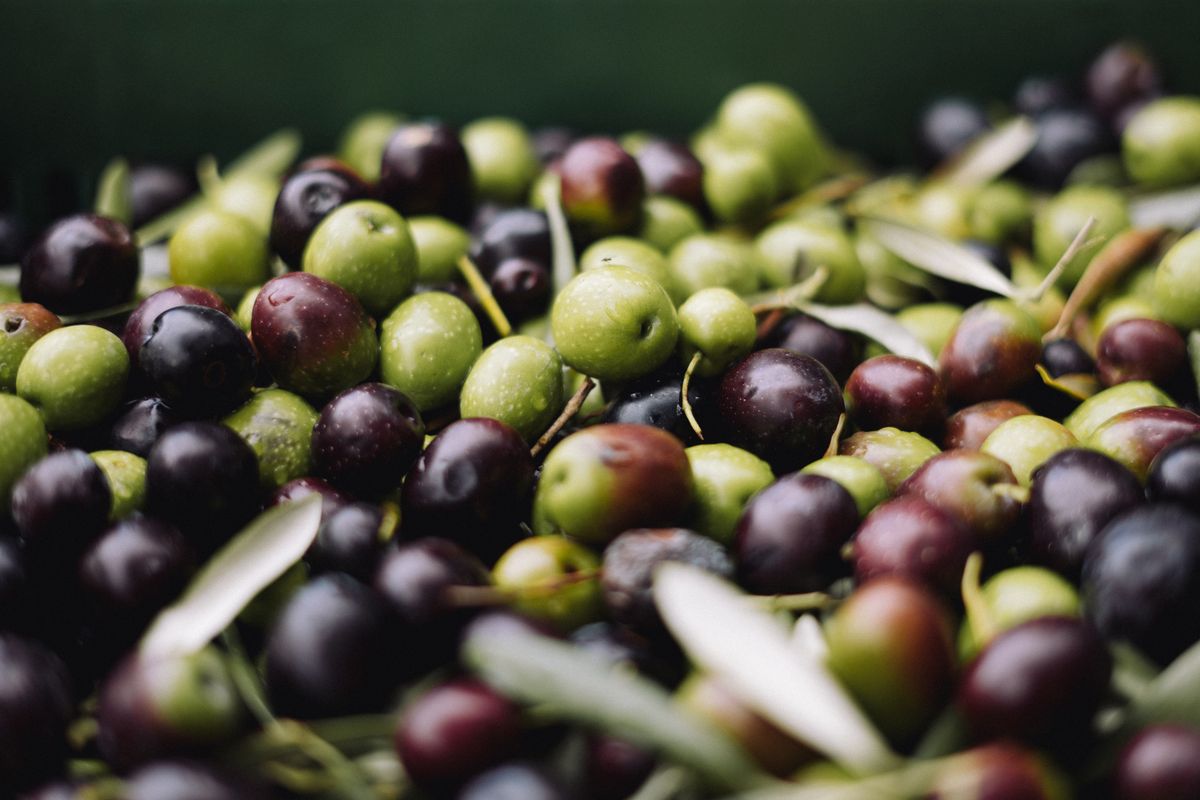 В чем разница между оливками и маслинами