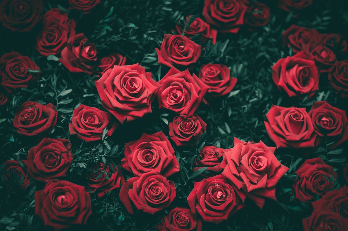 101 роза — История роскошного жеста любви