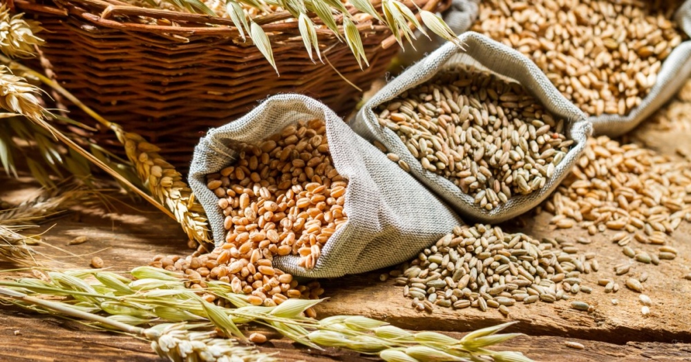 Які види зернових Україна планує постачати на світовий ринок
