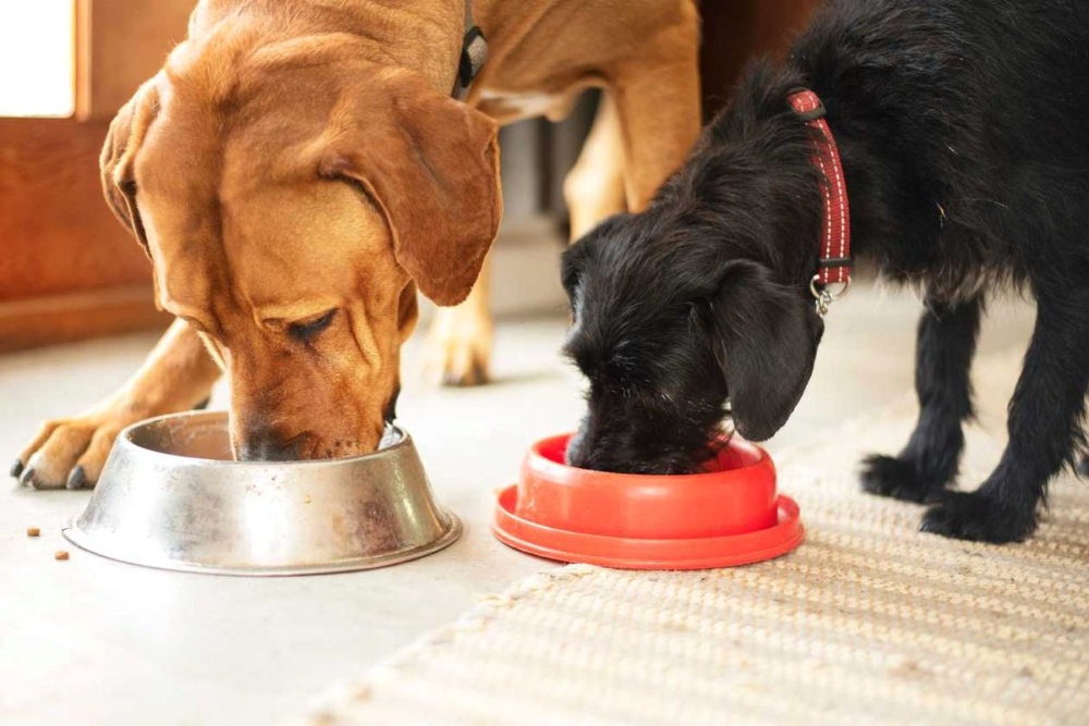 Обзор корма Club4Paws: преимущества для здоровья собак разных пород