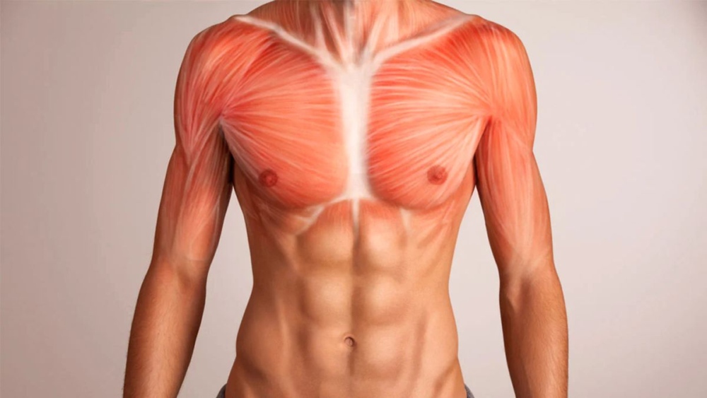 Тренировка для груди с гантелями – укрепите грудные мышцы