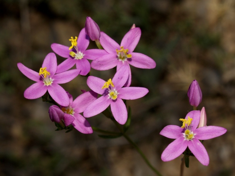 Що лікує золототисячник і як його краще вживати
