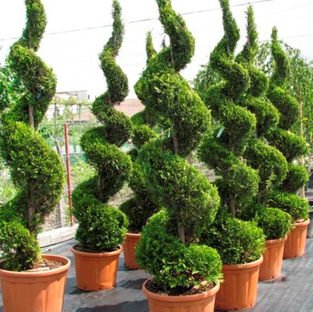 Саженцы Cupressocyparis — быстрое преображение сада