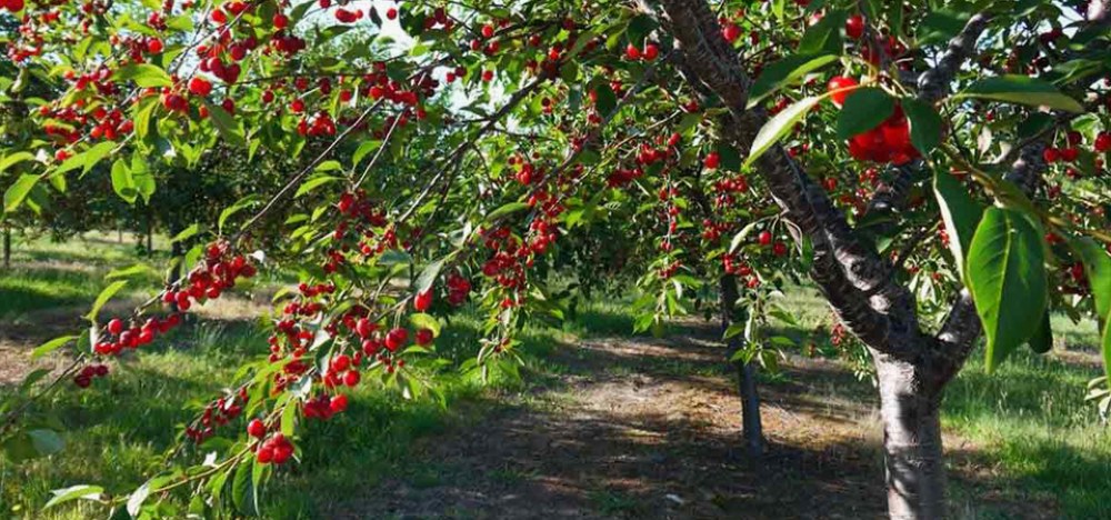Купити саджанці плодових дерев – як обрати якісний посадковий матеріал для щедрого врожаю